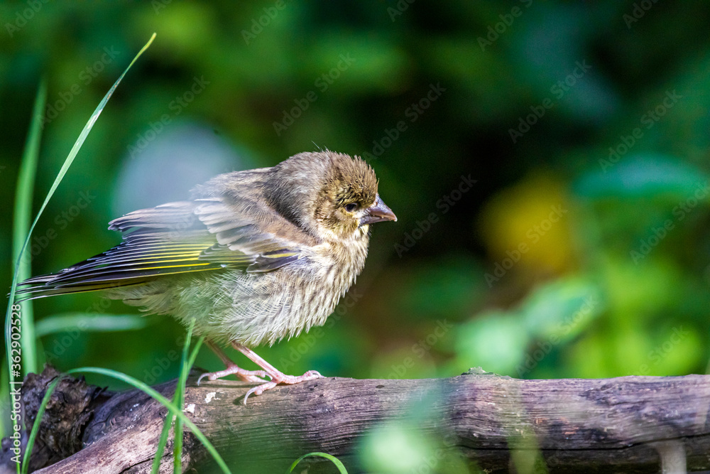 Young European greenfinch (Chloris chloris) Young European greenfinch (Chloris chloris)