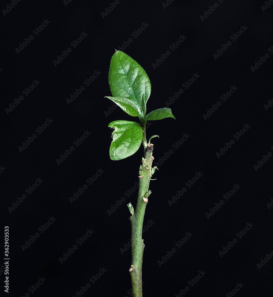 Green sprouts of avocado that grows in a pot on a black background Green sprouts of avocado that grows in a pot on a black background