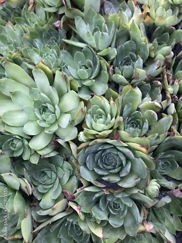 numerous pretty green succulent plants