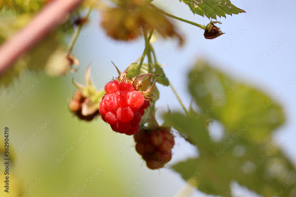 Ripe and unripe raspberries on a branch, selective focus. Red raspberry growing on a green bush in summer Ripe and unripe raspberries on a branch, selective focus. Red raspberry growing on a green bush in summer