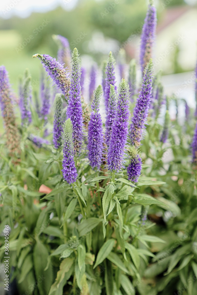 Gardening on the home balcony, plants of veronica (speedwell) with ornamental purple spikes Gardening on the home balcony, plants of veronica (speedwell) with ornamental purple spikes