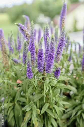 Gardening on the home  balcony  plants of veronica  speedwell  with ornamental purple spikes