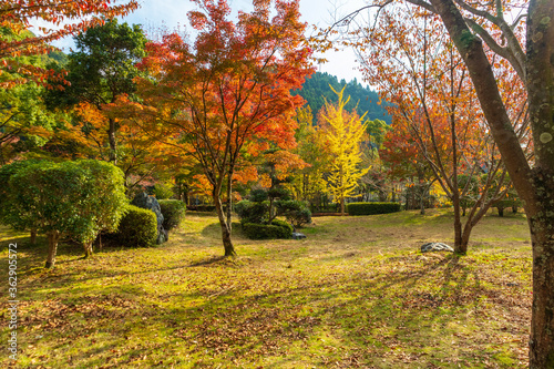 紅葉で色づいた秋の公園