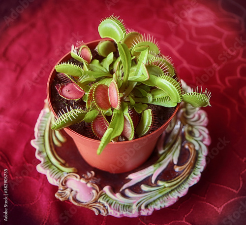 Fotobehang Venus flytrap (Dionaea muscipula) carnivorous houseplant catches  insects and sp