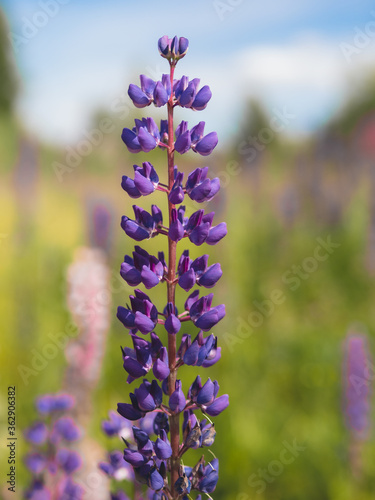 purple lupin flower in field. Vertical shot Cottagecore and farmcore concept.