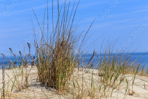 Fototapeta Naklejka Na Ścianę i Meble -  The Close Up of Grass on Sand Dune