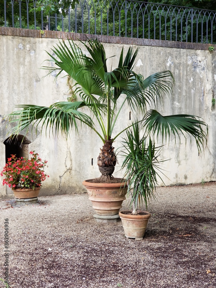 palm tree in a garden palm tree in a garden