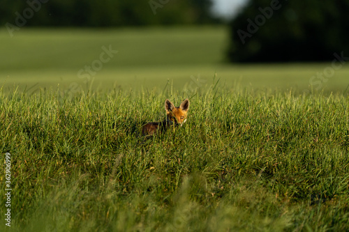 Red fox © Marcel Rudolph-Gajda