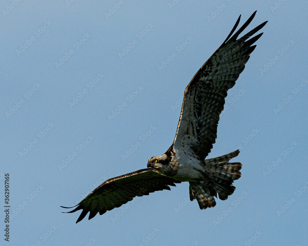 Fototapeta premium Osprey in flight