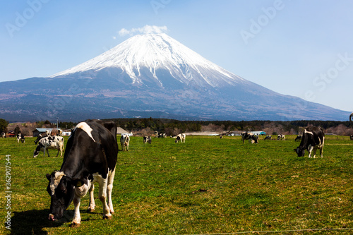 Mt.Fuji and cow