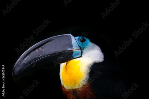 Toucan
