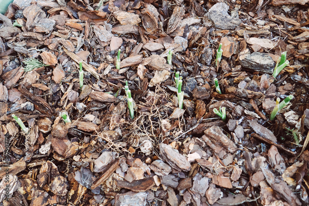 Green onion sprout is growing