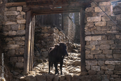 Cow in a gate at Himalayan town