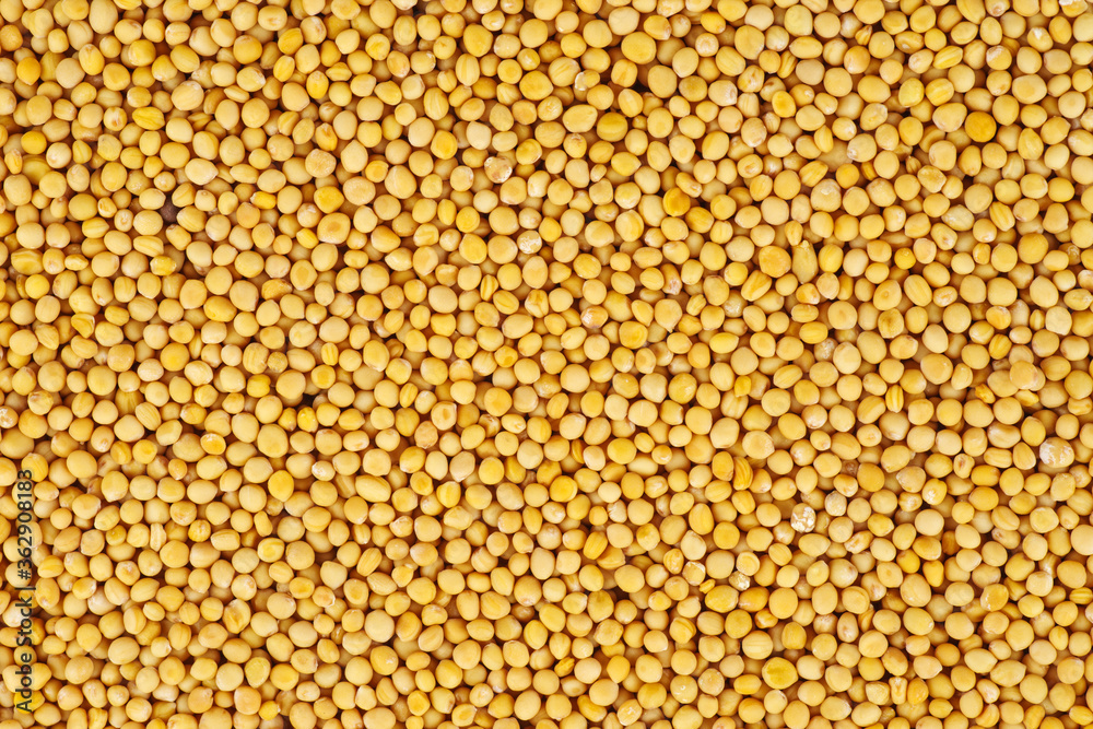 Food background: dried seed yellow mustard