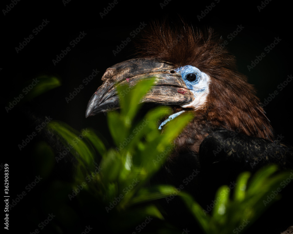 Fototapeta premium Black-casqued hornbill
