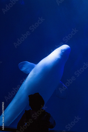 Beluga in china dalian photo