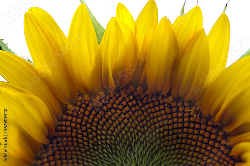 Closeup of Bright Yellow Sunflower