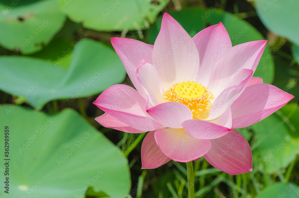 Beautiful full bloom pink lotus flowers with blur green background