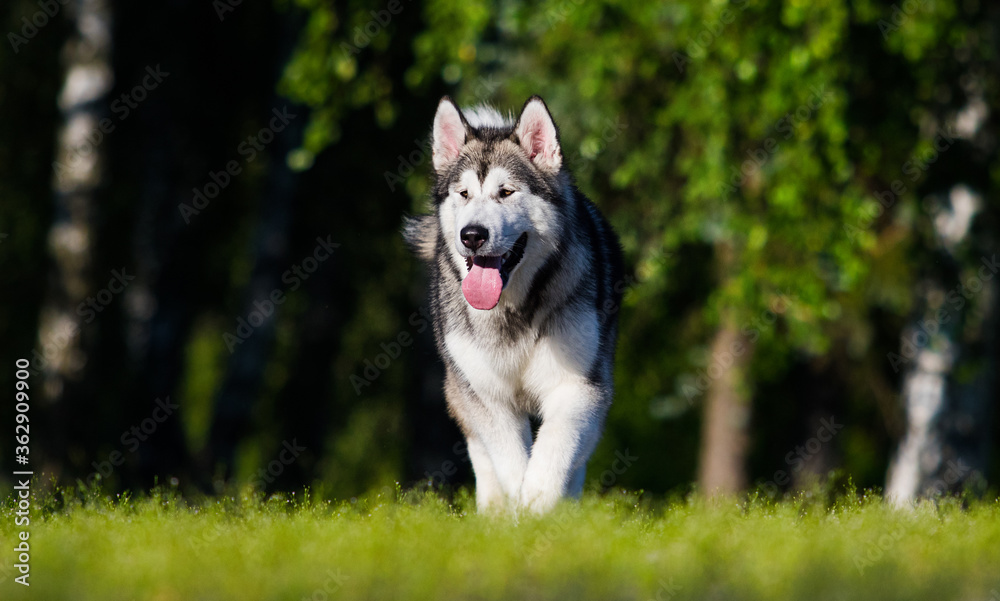 dog for a walk in summer, alaskan malamute