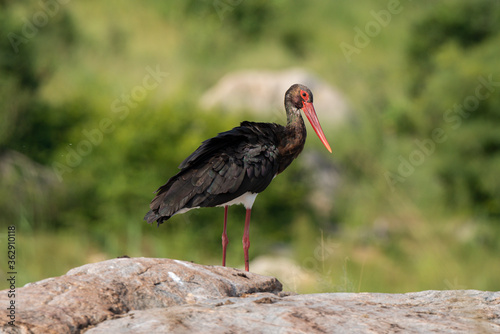 Cigogne noire,.Ciconia nigra, Black Stork