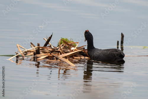 Foulque caronculée, Foulque à crète, .Fulica cristata, Red knobbed Coot