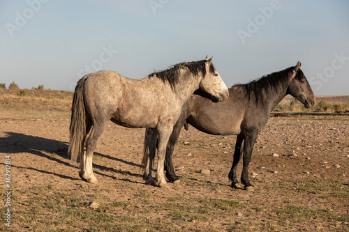 Wild Horses in Spring in the Utah Desert 