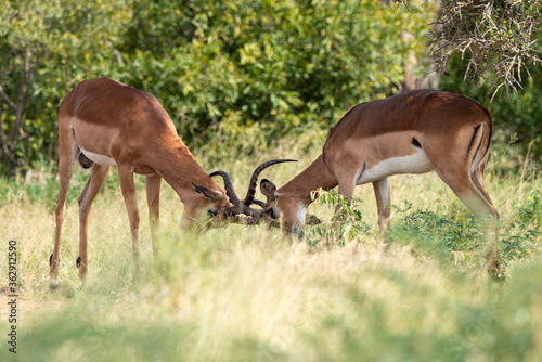 Impala  male  Aepyceros melampus