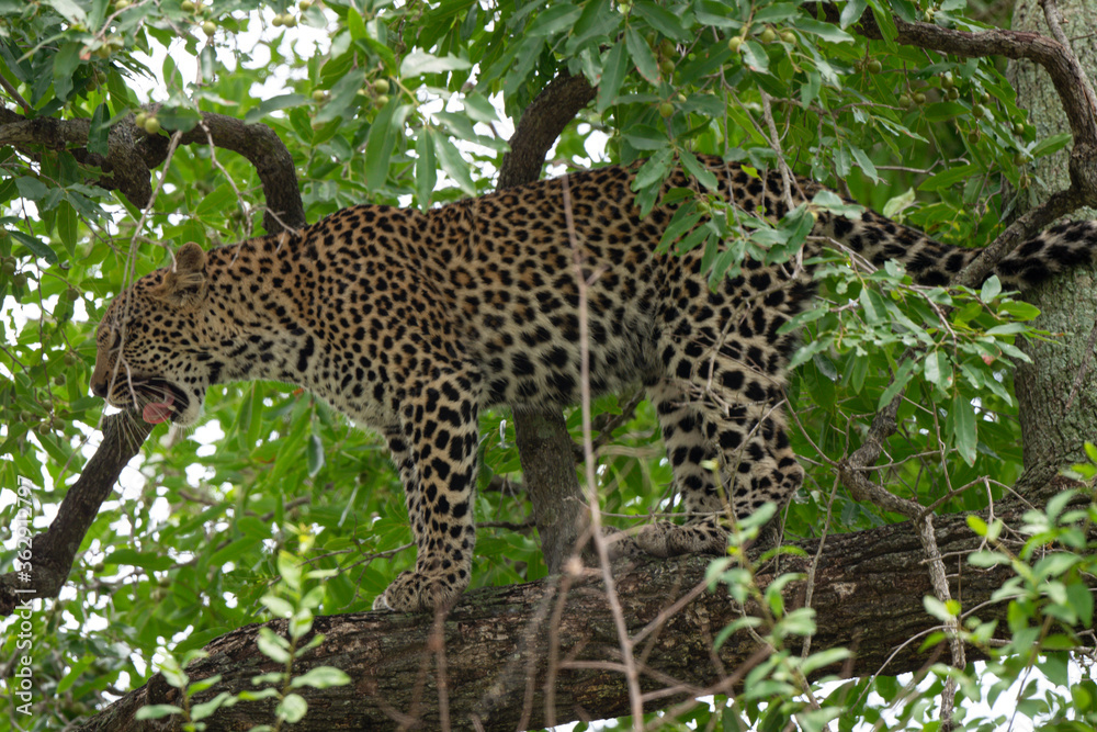 Naklejka premium Léopard, Panthère, Panthera pardus, Afrique du Sud