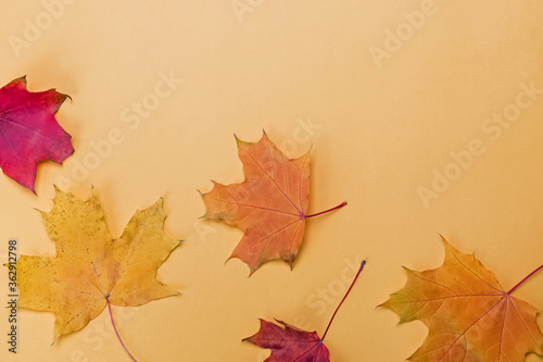 Autumn leaves on yellow background,