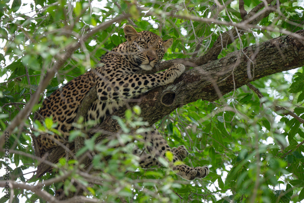 Léopard, Panthère, Panthera pardus, Afrique du Sud