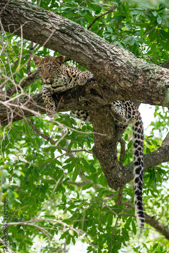 Léopard, Panthère, Panthera pardus, Afrique du Sud