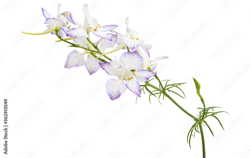 meadow flower isolated
