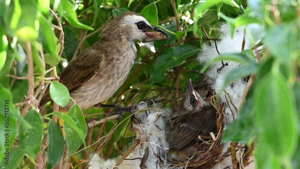 baby birds in a nest of yellow-vented bulbul (Pycnonotus goiavier), or eastern yellow-vented bulbul, is a member of the bulbul family of passerine birds in nature at Thailand baby birds in a nest of yellow-vented bulbul (Pycnonotus goiavier), or eastern yellow-vented bulbul, is a member of the bulbul family of passerine birds in nature at Thailand