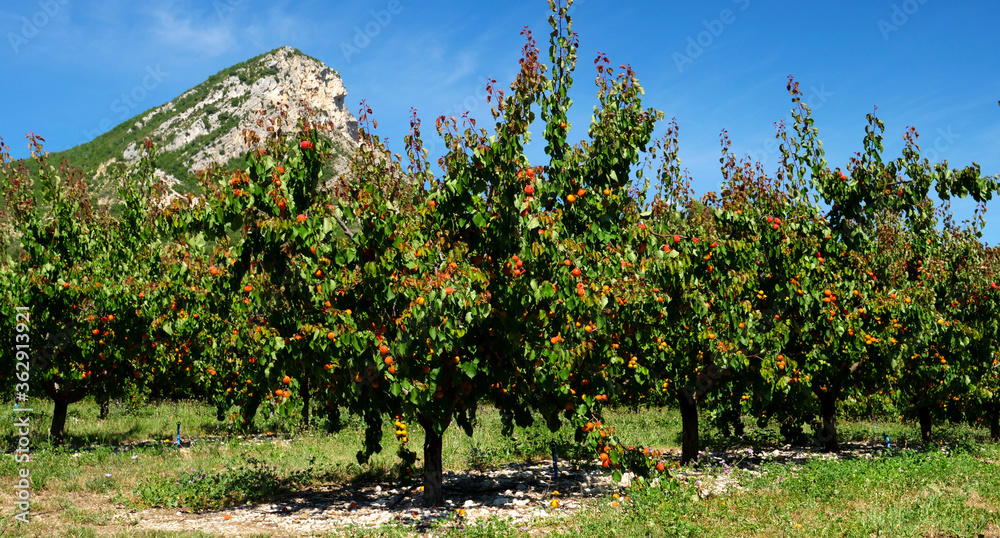 apricot tree with delicious bio apricot