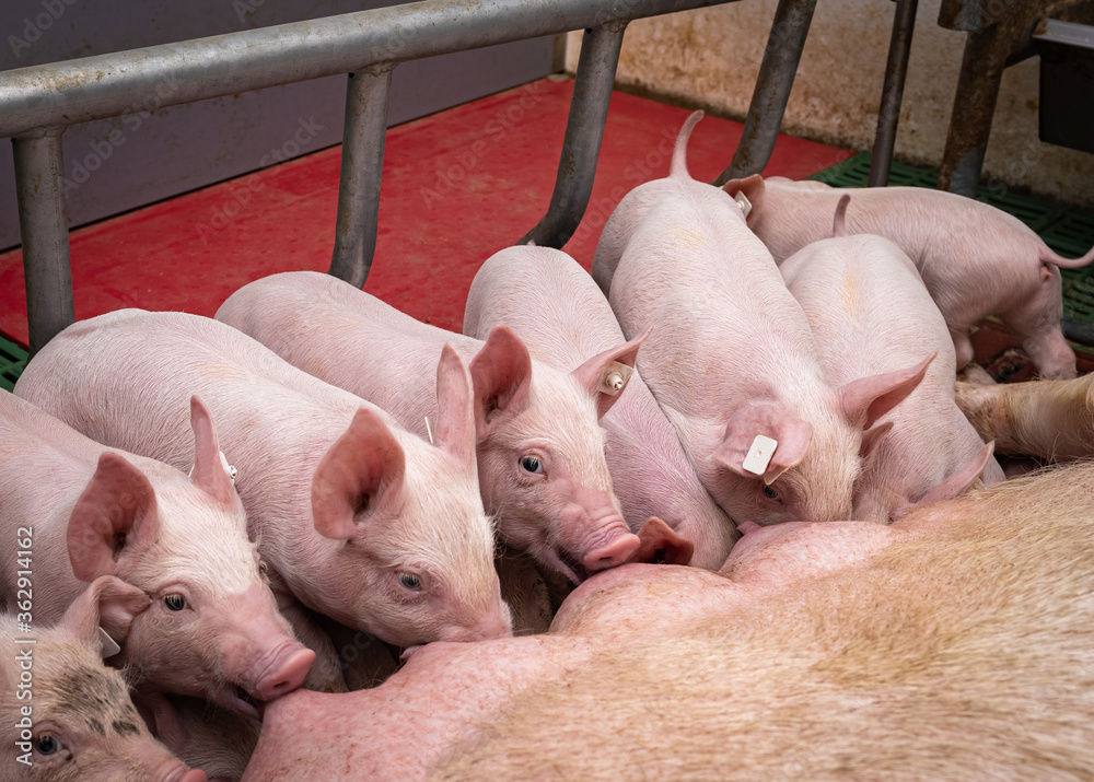 Kastenstandverbot - mehr Tierwohl, Sau säugt Ferkel in einer geöffneten Bewegungs - Abferkelbucht. Kastenstandverbot - mehr Tierwohl, Sau säugt Ferkel in einer geöffneten Bewegungs - Abferkelbucht.