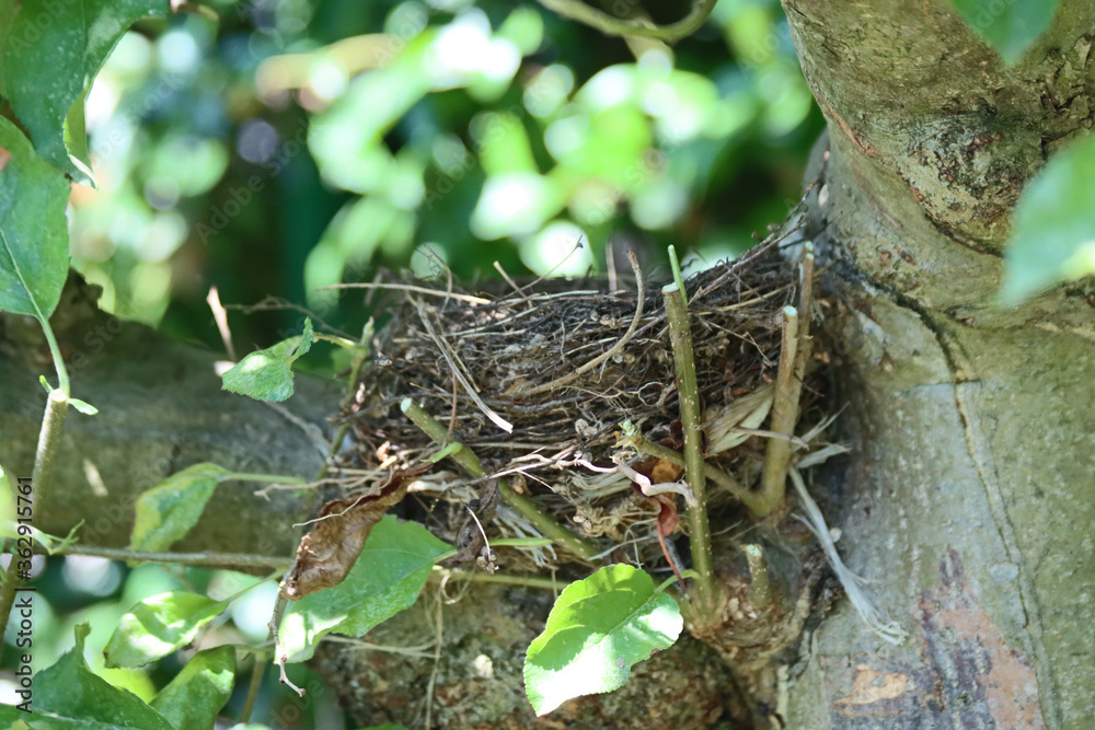 Fototapeta premium honeybird's nest abandoned on a apple apple plant