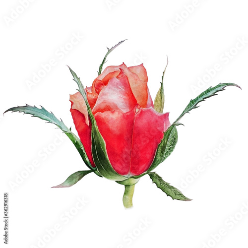 Orange rosebud with colorful green leaves isolated on a white background