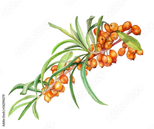 Watercolor illustration of beautiful orange sea buckthorn for healthy life and design background