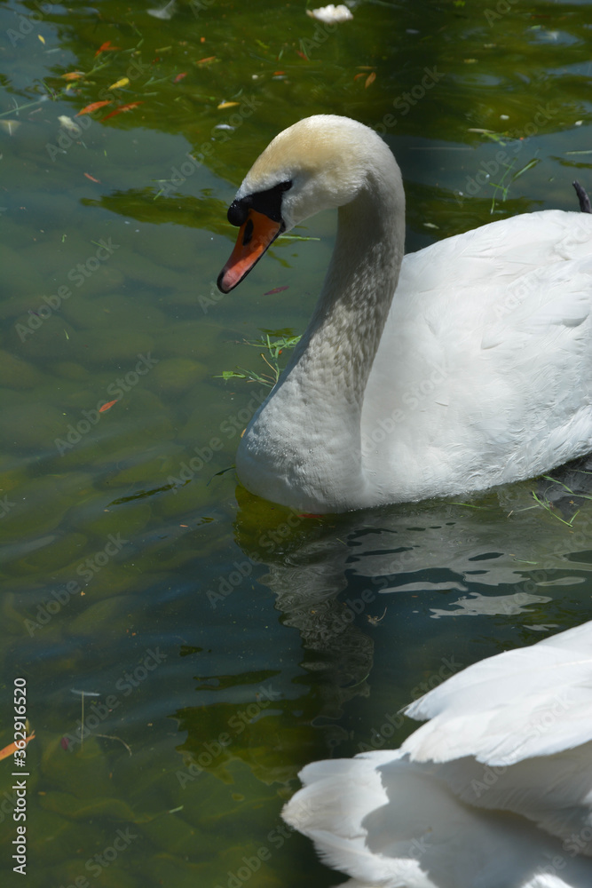 Cigno Cigno
