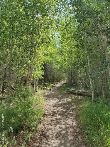 Hiking path surrounded by trees in Colorado