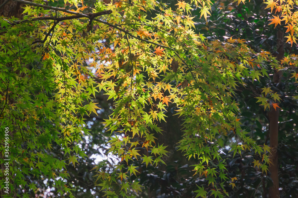 Shimogamo Shrine's autumn leaves and the river flowing through the shrine, Shimogamo, Sakyo Ward, Kyoto City, Kyoto Prefecture Shimogamo Shrine's autumn leaves and the river flowing through the shrine, Shimogamo, Sakyo Ward, Kyoto City, Kyoto Prefecture