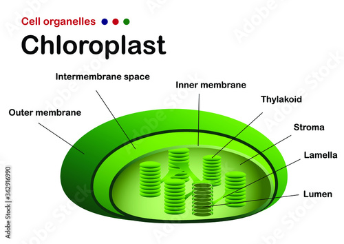 Biology diagram show chloroplast structure photo