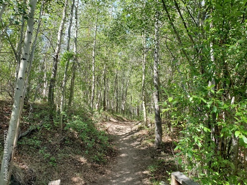Hiking path surrounded by trees in Colorado