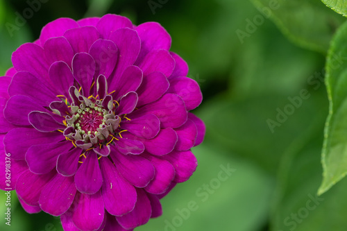 pink dahlia flower