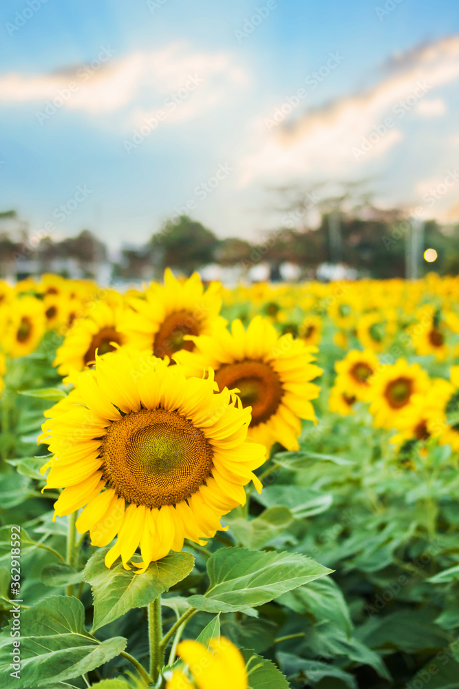 Sunflower field with blue sky vintage tone
