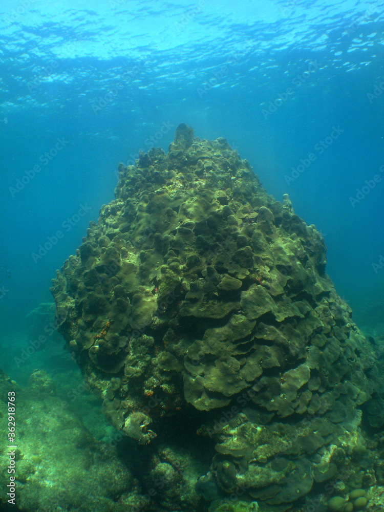 Fototapeta premium underwater coral reef caribbean sea snorkel