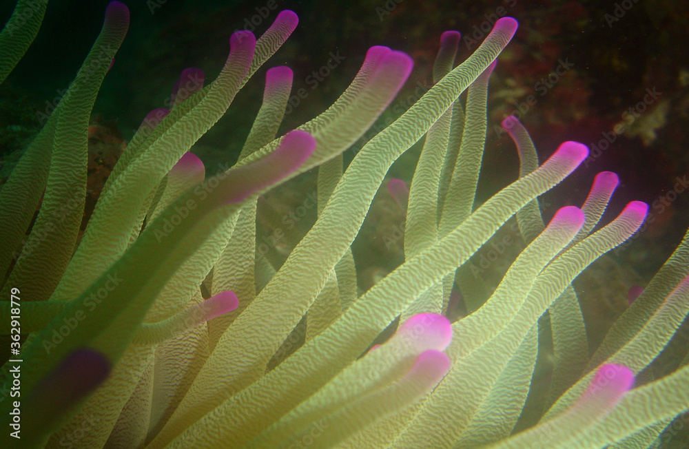 underwater coral reef caribbean sea Venezuela underwater coral reef caribbean sea Venezuela