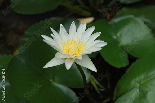 White lotus flowers in a natural pond with green lotus leaves
