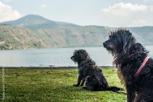 Fototapeta Naklejka Na Ścianę i Meble -  Cani al lago Albano
