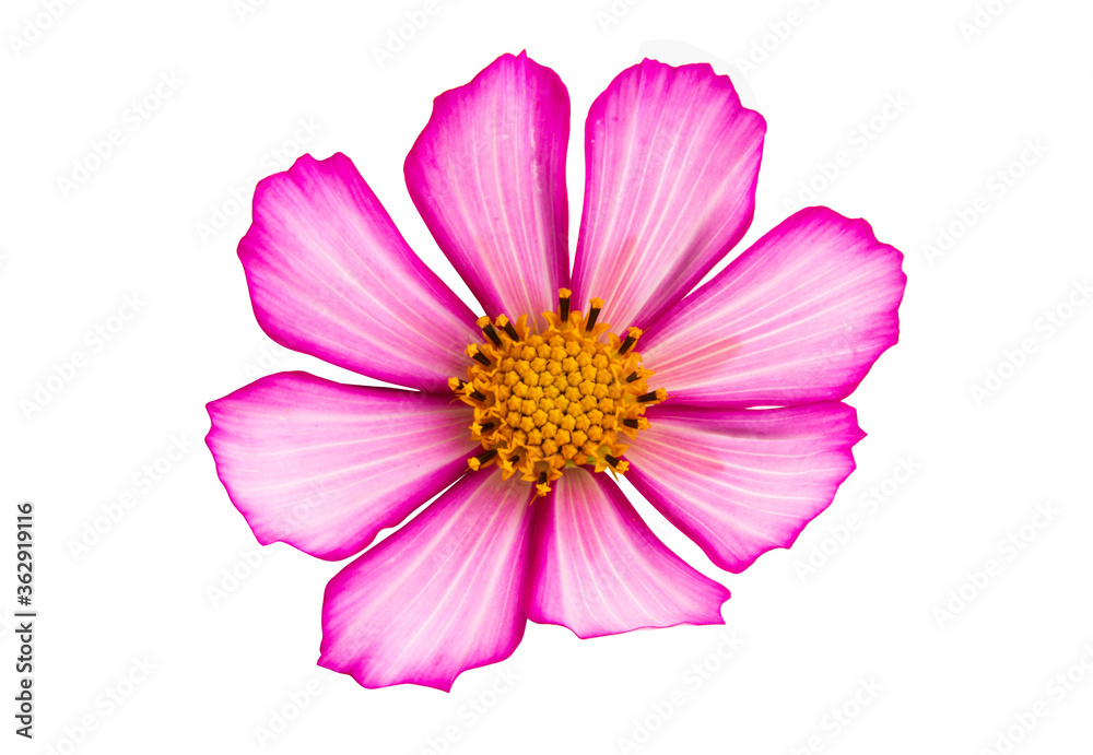 beautiful cosmea flower isolated